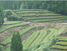 熊本県山鹿市にある茶畑